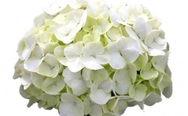 Hortensia macrophylla Bright White C5
